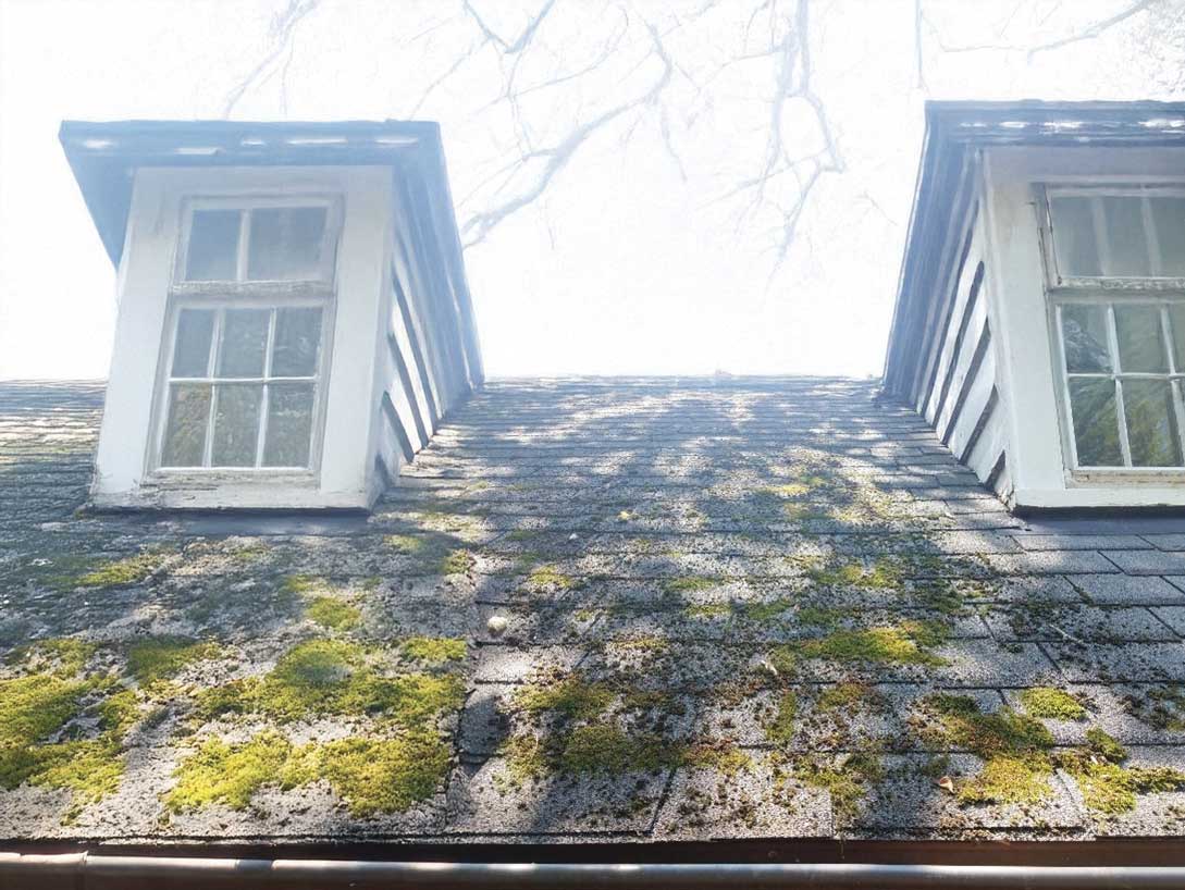 Guardian Roofing’s Expert Approach to Combating Moss & Algae in the Pacific Northwest